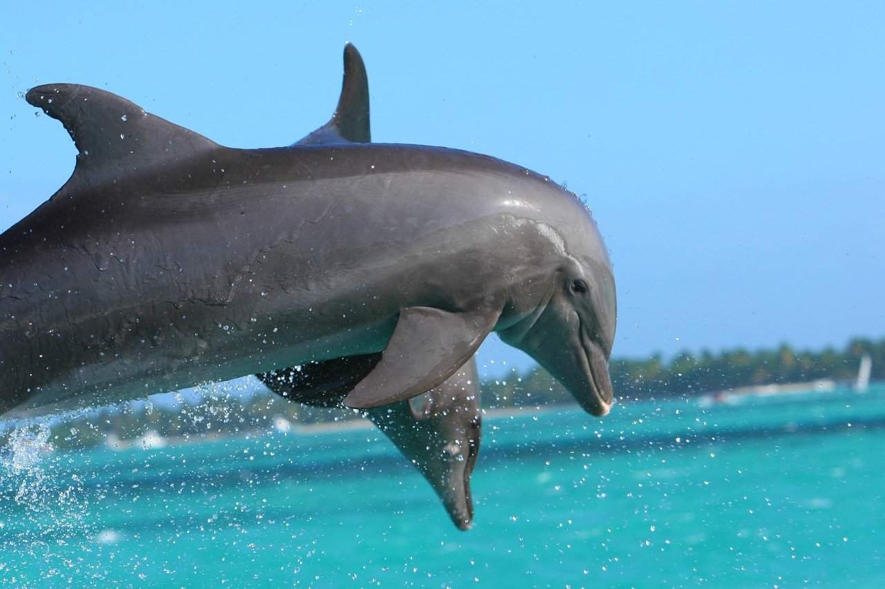 Dolphins jumping out of the water in Punta Cana, Dominican Republic