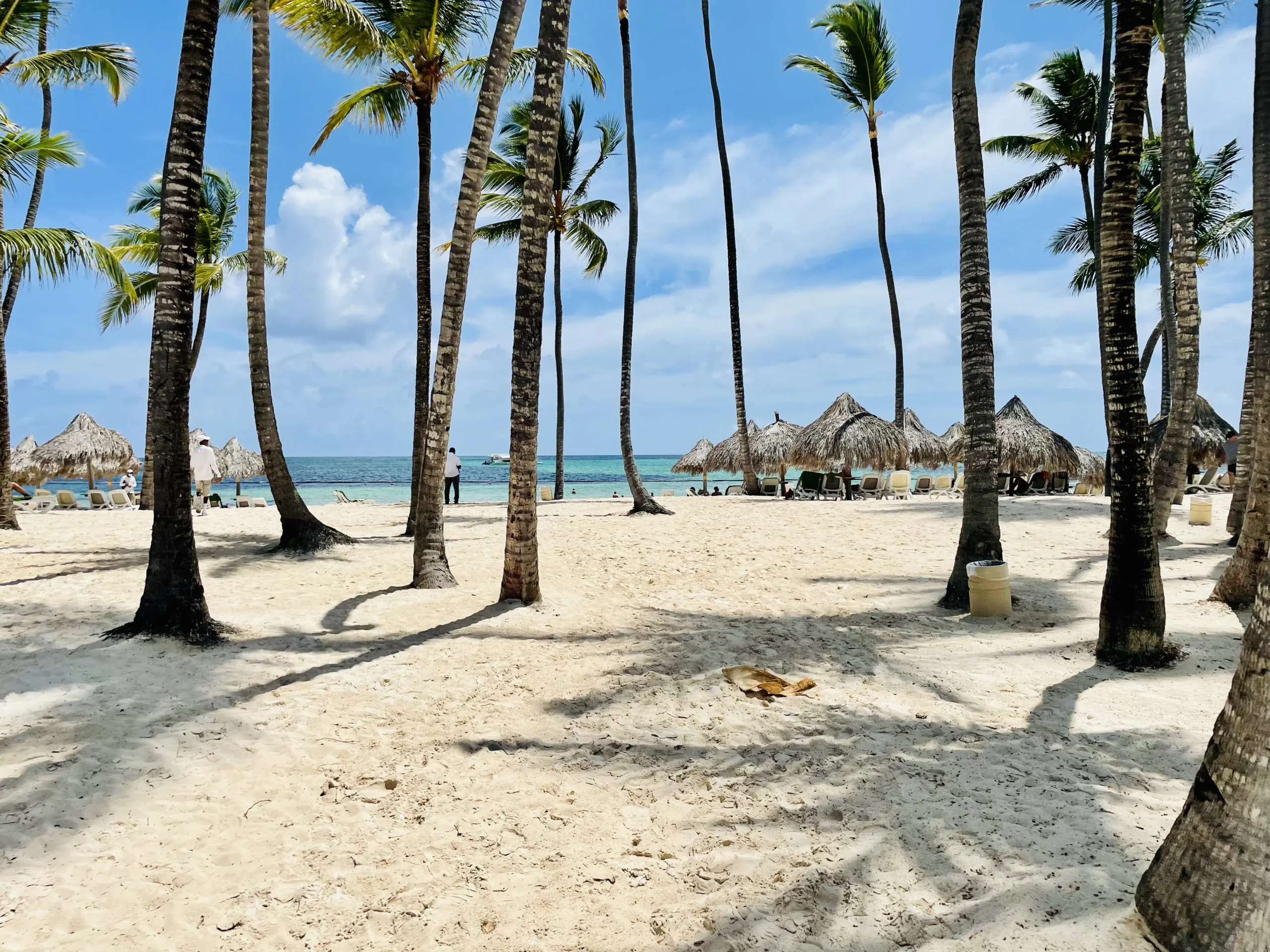 coconut tress and a fine white sand on the beach
