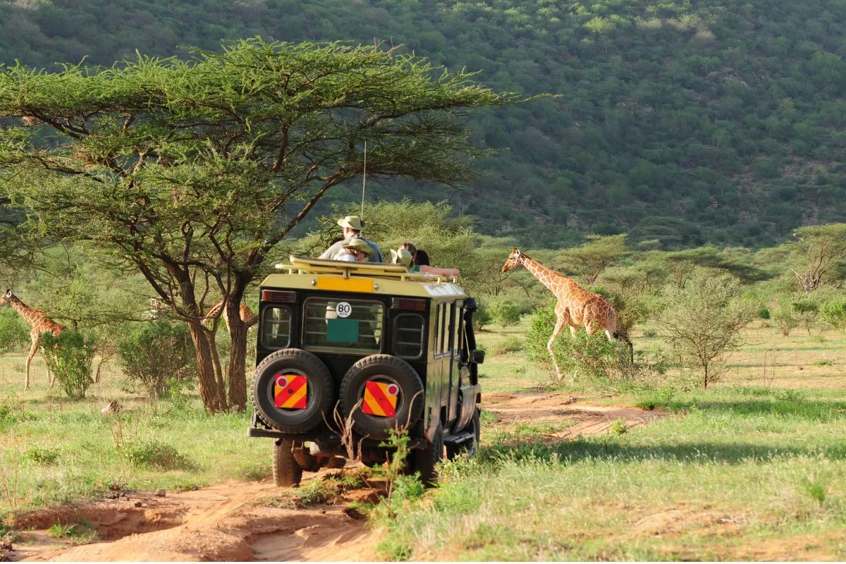 safari