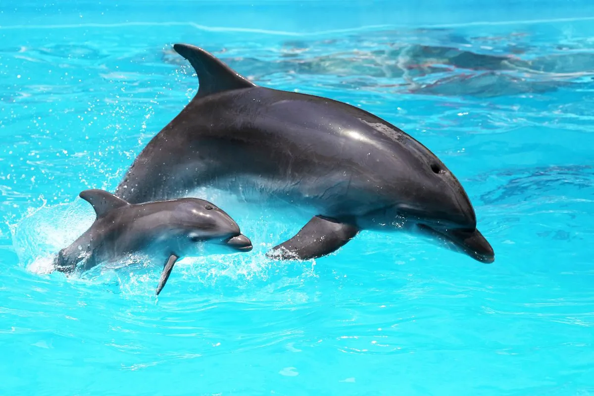 dolphin