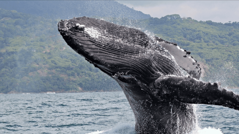 Whale