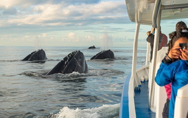 Whale Watching in the Dominican Republic: A Complete Guide to the Best Experiences