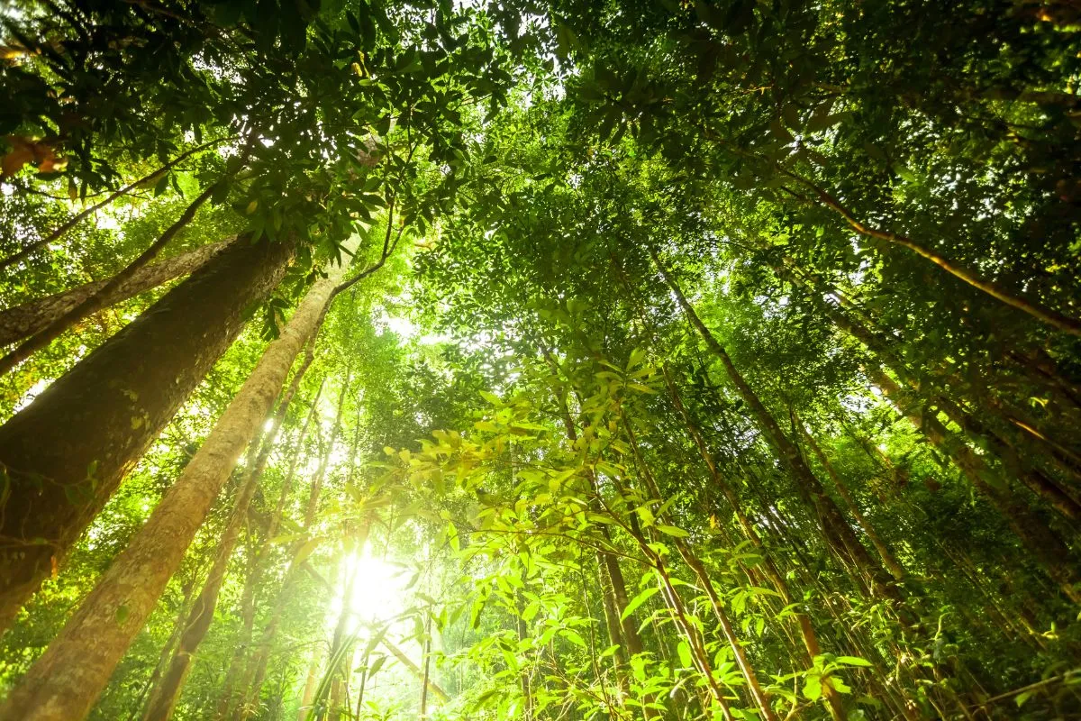lush forest